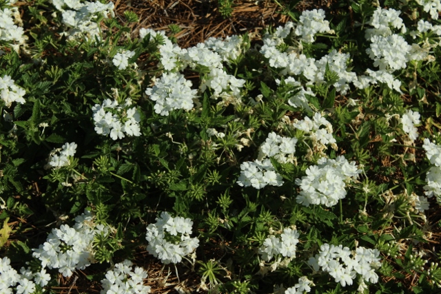 Verbena Superbena Whiteoutjpg